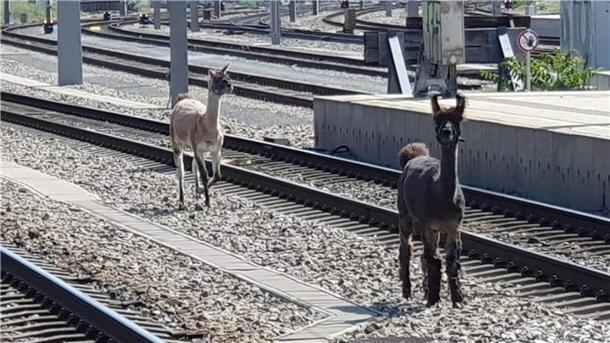 Lamas spazierten in Wien zwischen Bahngleisen.