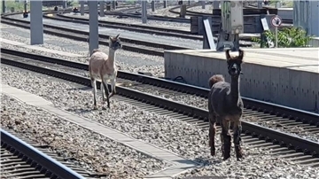 Lamas spazierten in Wien zwischen Bahngleisen.