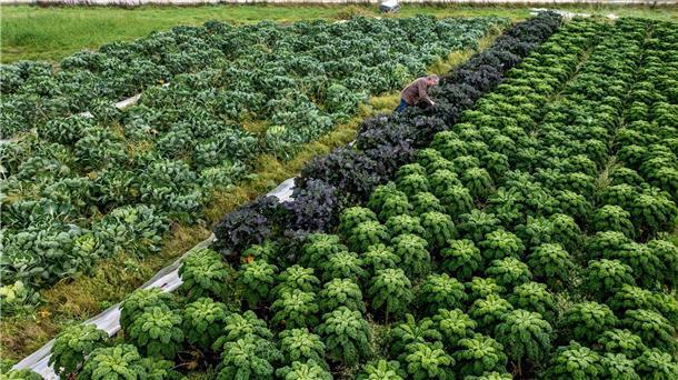 Gute Voraussetzungen zum Start der Grünkohlsaison Landwirt Arnd Eyting kontrolliert im Ortsteil Gristede den Anbau von Grünkohl auf einem Feld, auf dem auch Rosenkohl angebaut wird.
