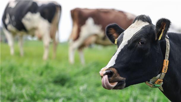 Landwirte, die Weidehaltung für Kühe praktizieren möchten, brauchen spezielle Kenntnisse. Welche das sind, darum geht es bei den Weidetagen auch.