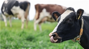 Landwirte, die Weidehaltung für Kühe praktizieren möchten, brauchen spezielle Kenntnisse. Welche das sind, darum geht es bei den Weidetagen auch.