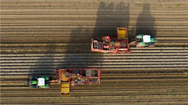 Vergleich von Agrardiesel-Abgaben in EU schwierig Landwirte ernten mit Rodern Kartoffeln auf einem Feld.