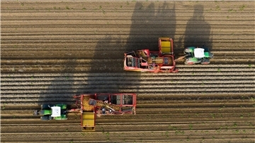 Landwirte ernten mit Rodern Kartoffeln auf einem Feld.
