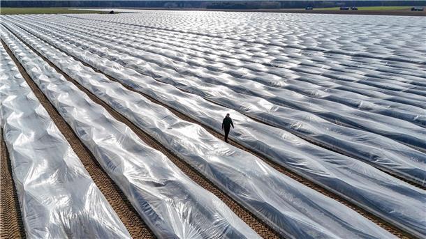 Das bleiche Gemüse ist wieder da: Diese Spargel-Mythen und Fakten müssen Sie kennen Lange Folien auf den Erdwällen verwandeln die Felder monatelang in gigantische Plastikwüsten.