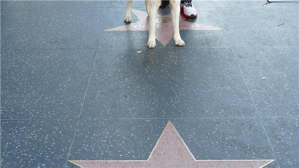 Lassie hat seit 1960 einen Stern im Herzen von Hollywood. (Archivbild)