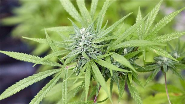 SPD will Cannabis-Gesetz „zeitnah“ verabschieden Laut dem Gesetzentwurf sollen Eigenanbau und Besitz bestimmter Mengen von Cannabis für Volljährige in Zukunft erlaubt sein.