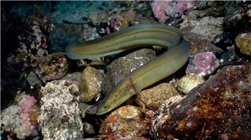 Laut der Roten Liste der IUCN ist der Europäische Aal (Anguilla anguilla) vom Aussterben bedroht.