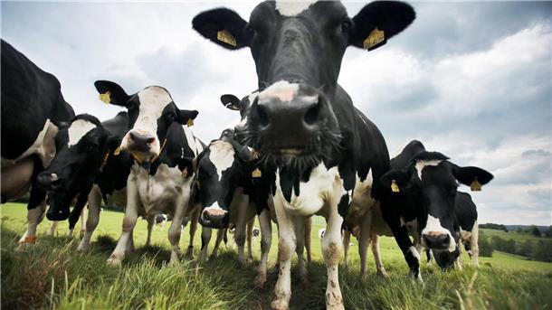 Laut Pressemeldung der Elsdorfer Molkerei liefern immer weniger Landwirte immer mehr Milch an die Molkereibetriebe.