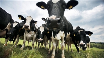 Laut Pressemeldung der Elsdorfer Molkerei liefern immer weniger Landwirte immer mehr Milch an die Molkereibetriebe.