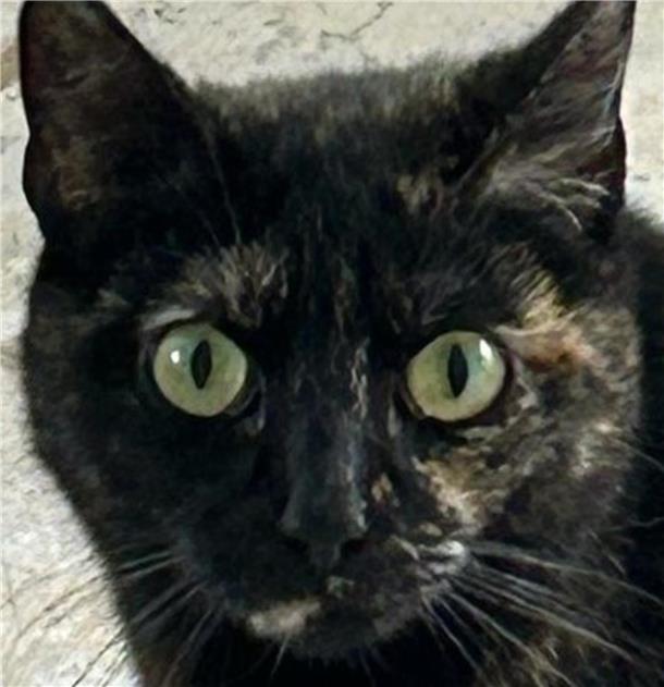 Katzendame Lea ist sieben Jahre alt und kastriert. Sie ist scheu, aber sozial – und sucht nun ein liebevolles Zuhause mit Geduld und Herz.