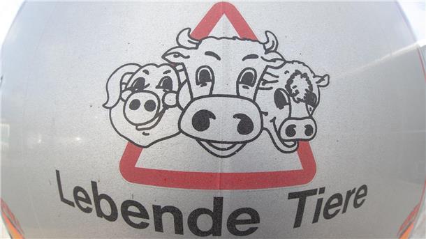 Weniger Rindertransporte 2022: Strengere Regeln? „Lebende Tiere“ steht auf einem Tiertransporter bei einer Kontrolle auf der A33 durch Beamte der Polizeidirektion Osnabrück.