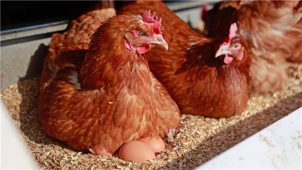 Legehennen sitzen in einer mobilen Stallanlage.