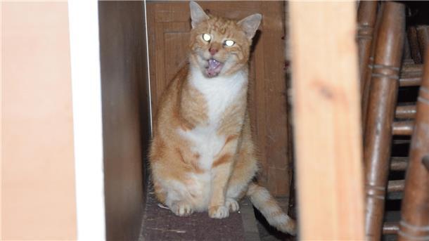 Kater Lenny faucht gerne mal.  