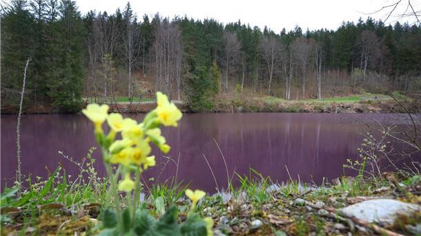 Lila gefärbt ist das Wasser des Gipsbruchweihers. Grund für die Farbe sind Bakterien, die in dem schwefelhaltigem Wasser blühen.