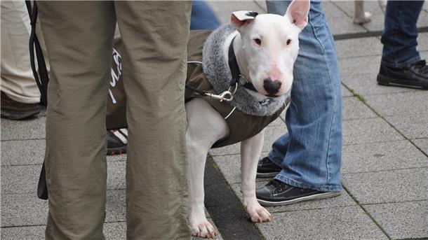 „Listenhunde" gibt es in Cuxhaven zumindest in fiskalischer Hinsicht nicht mehr. Ein entsprechender Passus, in dem vier Hunderassen als per se gefährlich benannt wurden, wird nach dem Ratsentscheid rückwirkend gestrichen.