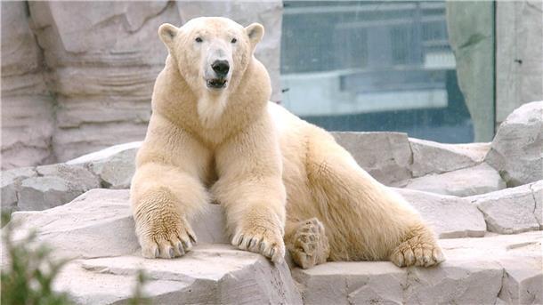 Lloyd war viele Jahre ein Besuchermagnet im Zoo am Meer in Bremerhaven.