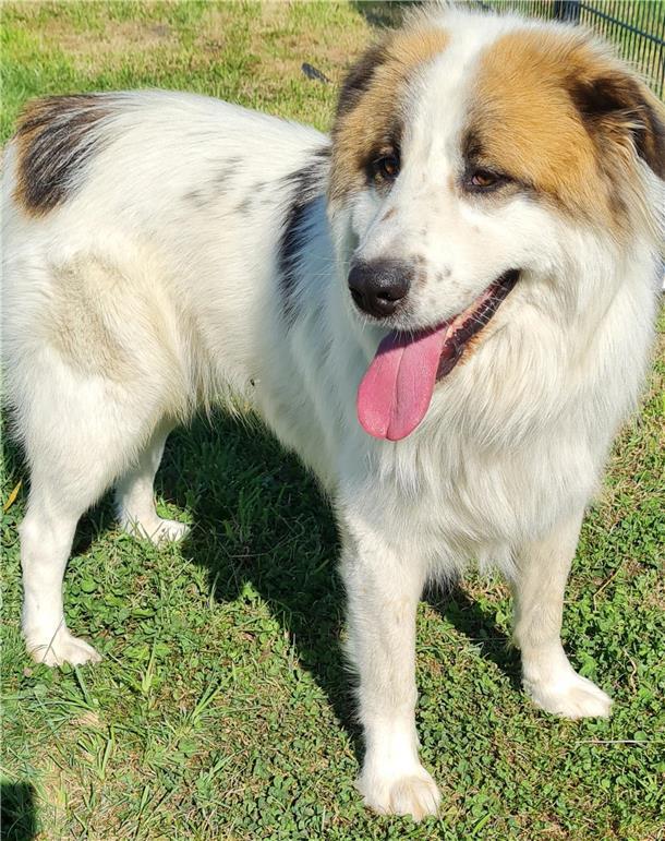 Wachhund Locco möchte diese Aufgabe ausleben Großer weißer Hund mit hellbraunen Ohren