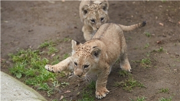 Löwenkinder müssen viel lernen, bis sie königlich daherkommen. Im Bremer Übersee-Museum beginnt am Samstag die Ausstellung „Junge Wilde“ über Tierkinder.