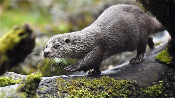 Lulu, ein Europäischer Fischotter, ist in einem Zoo zu Hause. In freier Natur begegnet man den dämmerungs- und nachtaktiven Tieren eher selten.