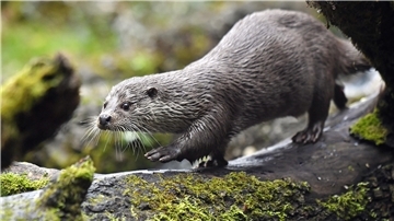 Lulu, ein Europäischer Fischotter, ist in einem Zoo zu Hause. In freier Natur begegnet man den dämmerungs- und nachtaktiven Tieren eher selten.