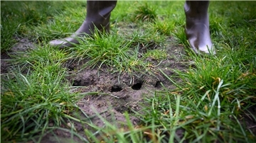 Mäuse pflügen landwirtschaftliche Wiesen der Bauern im Cuxland um. Es sind so viele, dass die Existenz mancher Bauern dadurch gefährdet ist.