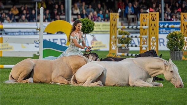 Eine Frau sitzt auf einem Pferd, das auf einem Springparcours liegt. Um sie herum liegen drei weitere, hellbraune Pferde.