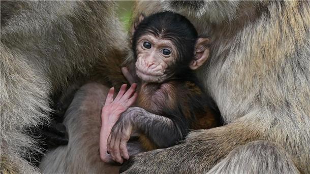 Makaken-Nachwuchs in einem britischen Zoo. Videos von Makaken, die wie Menschenkinder dargestellt werden, sorgen bei Facebook, Instagram, TikTok und YouTube für viele Likes - doch für die Tiere ist das oft eine Tortur.
