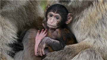 Makaken-Nachwuchs in einem britischen Zoo. Videos von Makaken, die wie Menschenkinder dargestellt werden, sorgen bei Facebook, Instagram, TikTok und YouTube für viele Likes - doch für die Tiere ist das oft eine Tortur.