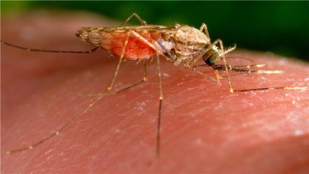 WHO erklärt Suriname für malariafrei Malaria wird von Mücken übertragen.