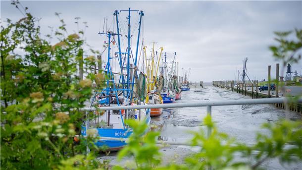 Wurster Küste Wattenmeer Kutterhafen