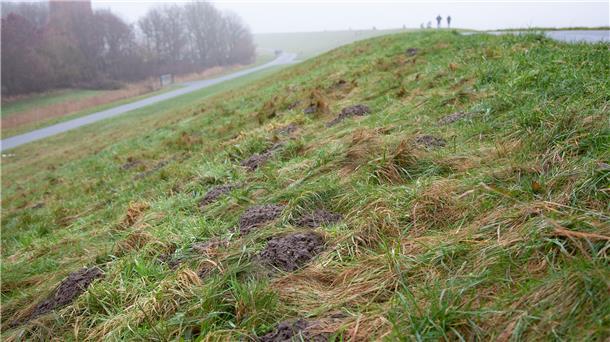 Man muss sie nicht mit der Lupe suchen: Auf dem Seedeich zwischen Ochsenturm und Wremen haben sich Maulwürfe an vielen Stellen in den Schutzwall gegraben.