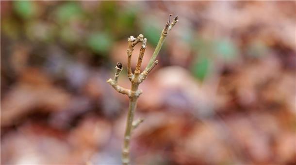 Zu viele Knospen weggeknabbert Man spricht von Schäden durch Verbiss, wenn etwa Rehe die Knospen an Bäumen abknabbern.
