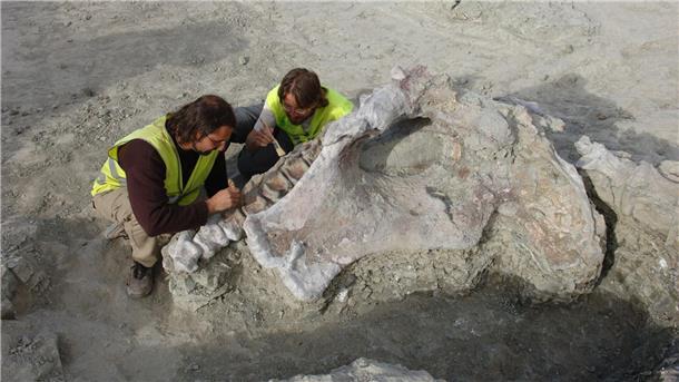 Manche Dinosaurier-Knochen haben gewaltige Ausmaße. Portugiesische und spanische Forschenden haben neue entdeckt.