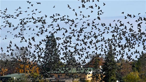 Viele Zugvögel bleiben lieber Manche Zugvögel sparen sich mittlerweile die lange Reise gen Süden.