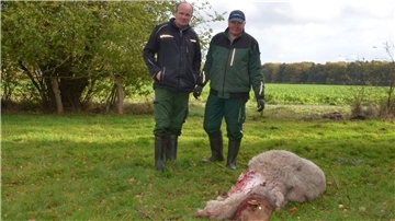 Manfred (links) und sein Vater Hinrich Holst fanden am Dienstag zwei ihrer Schafe tot auf der Weide.