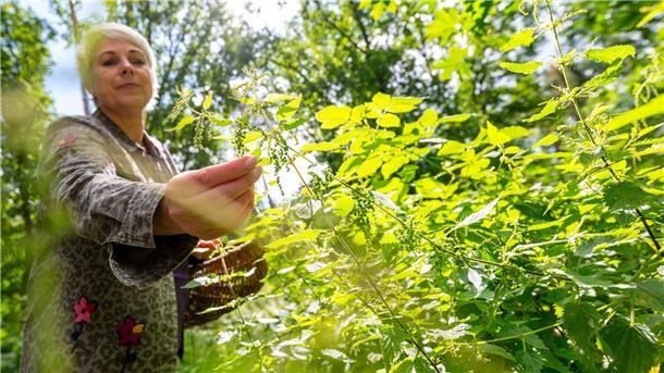 Marion Putensen von der Waldkräuterey sammelt Brennnesselsamen im Wald.