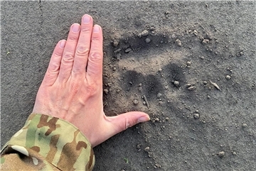 Ein Mann legt seine Hand auf einen Boden, neben einem Pfotenabdruck eines Tieres. Martin Stürcken hat in seinem Maisfeld in Debstedt die Spuren des Wolfes entdeckt.