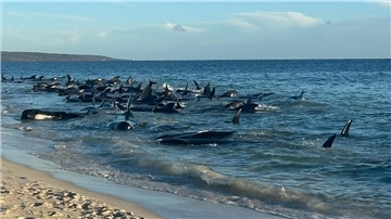 Massenstrandung von Walen in Toby’s Inlet in Westaustralien.
