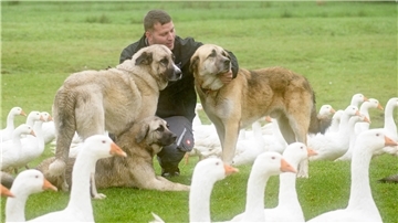 Keine Angst mehr um die Gänse: Matthias Resner vertraut seinen Herdenschutzhunden Tarek und Tuval.