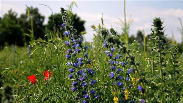 Blühende Pflanzen auf einer Wiese