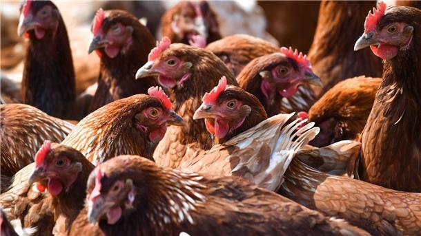 Wo ist Elsa? Huhn sorgt für Polizeieinsatz in Niedersachsen Mehrere braune Hühner stehen bei Ravensburg auf einer eingezäunten Wiese.