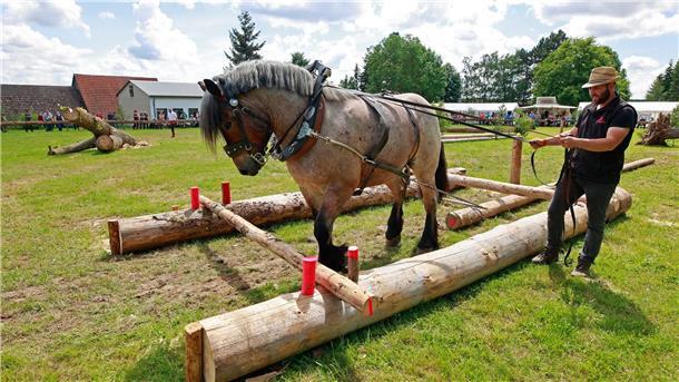 36 Gespanne bei Deutscher Meisterschaft im Holzrücken Mensch und Tier müssen beim Holzrücken ein gutes Team sein. Für die diesjährigen Deutschen Meisterschaften haben sich 36 Gespanne qualifizert. Sie finden im Südharz statt.