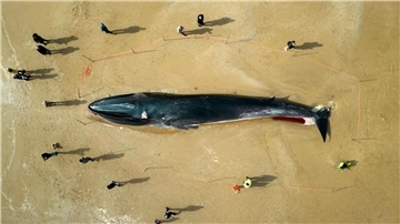 Menschen stehen am Kadaver eines 17 Meter langen Finnwals (Balaenoptera physalus), der am Strand in East Yorkshire liegt.