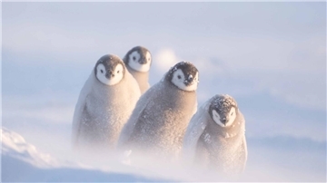 Pinguinküken in der Antarktis