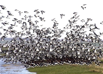 Millionen von Zugvögeln rasten jährlich im Wattenmeer. Diese Aufnahme zeigt einen Schwarm Austernfischer.