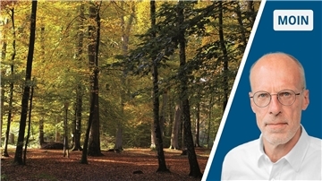 Wald
