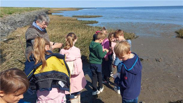 Kinder an der Wattkante in Fedderwardersiel. Die Jungen und Mädchen der Grundschule Butjadingen haben das Wattenmeer erkundet.