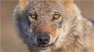 Mit Bildern wie diesen will Fotograf in der Ausstellung in Balje die Menschen für den Wolf interessieren.