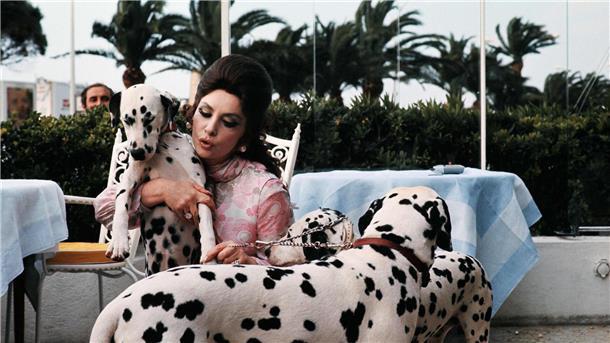 Mit Dalmatinern im Hotel Carlton: Gina Lollobrigida bei den Filmfestspielen in Cannes (1972).