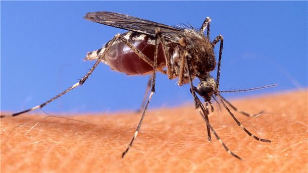 Erste West-Nil-Virus-Infektion erfasst - „erhöhte Aktivität“ Mit dem West-Nil-Virus übertragen einheimische Mücken seit einigen Jahren einen potenziell tödlichen Erreger. (Archivbild)
